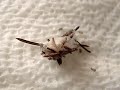 These are the babys of my spider "Spinni". They are sooo small and cute! Music: Dodo - Brand O