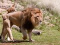 The Lion of Judah - Thomas Dekker The Lion of Judah - Thomas Dekker
