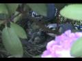 videos de Blue Jay Nest