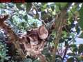 Hummingbird - First Flight Hummingbird - First Flight
