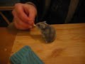 Ophelia the adorable hamster.AVI