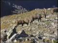 videos de Stambecchi sul monte Rosa3