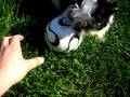 videos de Sadie Shih Tzu social media puppy plays football