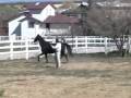 Walter Badet helps you Find your own Horsemanship