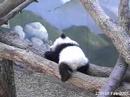 Mei Lan tries to sleep - 27.02.07