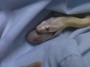 How to feed your pet snake