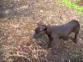 Valentino the pot belly pig and Pina the dog