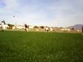 videos de scrimmage