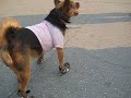 Tinker the Dog learns to walk with shoes Venice Beach California Tinker the Dog learns to walk with shoes Venice Beach California