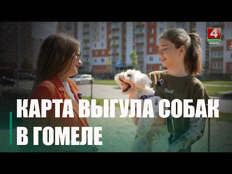 Интерактивную карту мест для выгула собак запустили в Гомеле видео