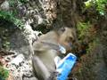 videos de Crazy Monkey drinking Milk
