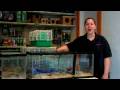 Pet Rodents : How to Find a Lost Hamster
