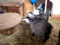 Pygmy goat kids - more of Jazz & JBug! (day four)