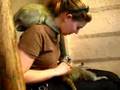 Baby vervet monkeys of Zimbabwe