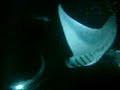 Hawaii Big Island Manta Ray Night Dive II Backflips