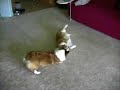 Random Acts of Corgi 1