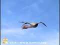Passaro X avião Passaro X avião