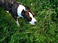 american staffordshire terrier paloma
