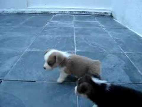 Corgi,Welsh,