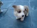 perros welsh corgi