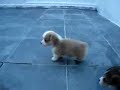 Perros Welsh Corgi