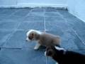 Perros Welsh Corgi