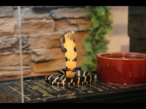 YouTube reptile video