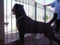Rottweiler Hero von der Waldfee