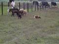 CABANHA YACARÉ - BORDER COLLIES -