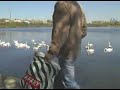 Swans / Lebede in Tulcea Manele-Gratis.net