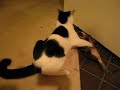 Buster and Scampi, playing