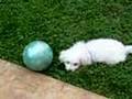 Caniche video