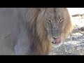 Lions Mating