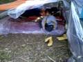 Campamento Murciélago 7