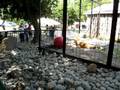At the Zoo