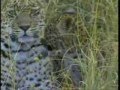 Wildflowers - A Leopard Story