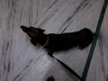 http://www.ksinternet.com/MFQE ***funny dog.3gp