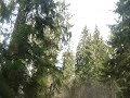 Walking in Norwegian Woods