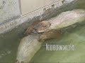 Capybara Family Swimming About Freely