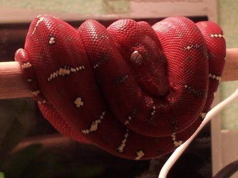 how to care for an emerald tree boa