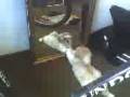 videos de Cão feroz x Espelho   Quem vencerá essa batalha?