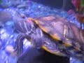 Tommy, our Red-eared Slider