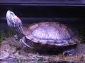 Tommy, our Red-eared Slider