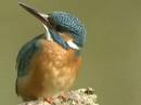 ijsvogel - alcedo atthis ijsvogel - alcedo atthis