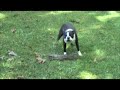 Boston terrier growls and barks at a stick Boston terrier growls and barks at a stick
