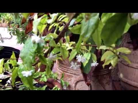 how to grow wrightia religiosa