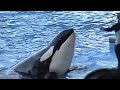Shamu Rocks! #2 HUGE Killer Whales!!! HUGE Splashes!!!