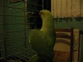 Kiwi aboie!