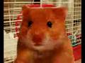 videos de harry the hamster 2