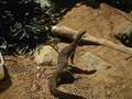 hunting, standing and acrobatics. all you could ask for